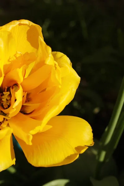 Belle Fleur Jaune Dans Jardin Macro — Photo