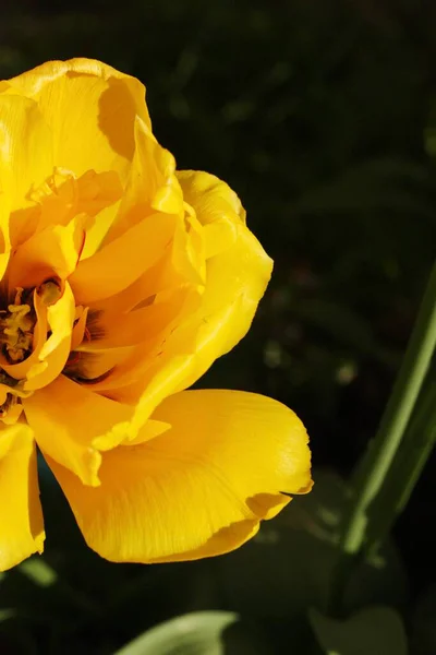 Piękny Żółty Kwiat Ogrodzie Makro — Zdjęcie stockowe