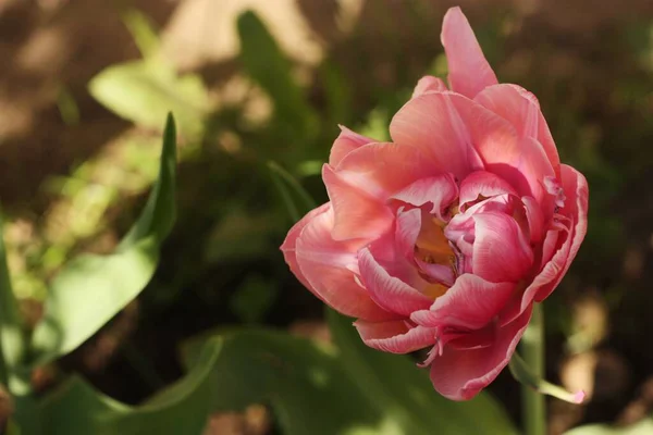 Hermoso Tulipán Rosa Jardín Verano — Foto de Stock