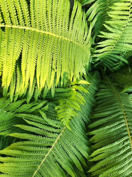 Belle Fougère Verte Dans Jardin Été — Photo