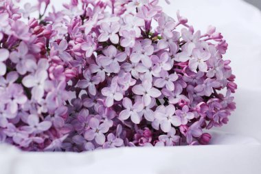 Beyaz kağıt üzerinde güzel bir demet leylak. 