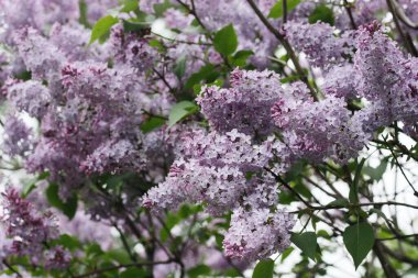 Yaz bahçesinde güzel mor leylak