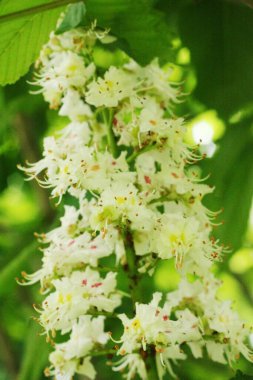 Kestane ağacı makrosunun güzel çiçeği