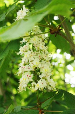 Kestane ağacı makrosunun güzel çiçeği
