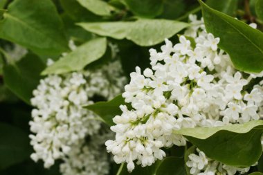 Yaz bahçesinde güzel beyaz leylak 