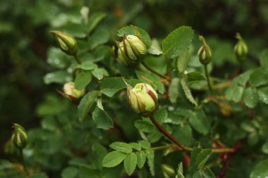 Güzel yeşil gül goncası olan Bush