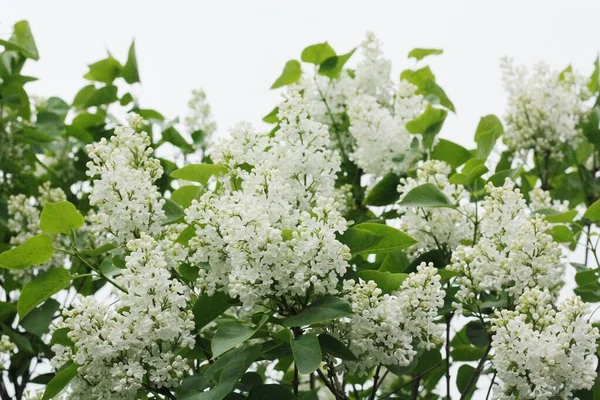 Beautiful White Lilac Summer Garden — Stock Photo, Image