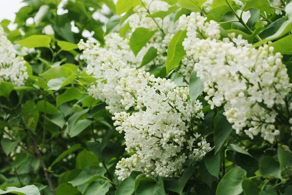 Beau Lilas Blanc Dans Jardin Été — Photo