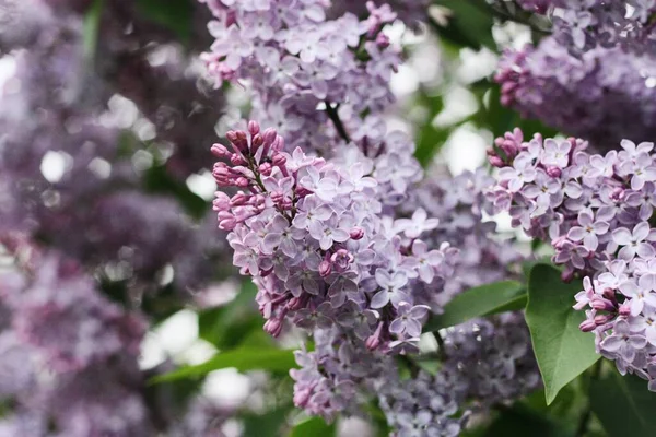 Hermosa Lila Púrpura Jardín Verano — Foto de Stock
