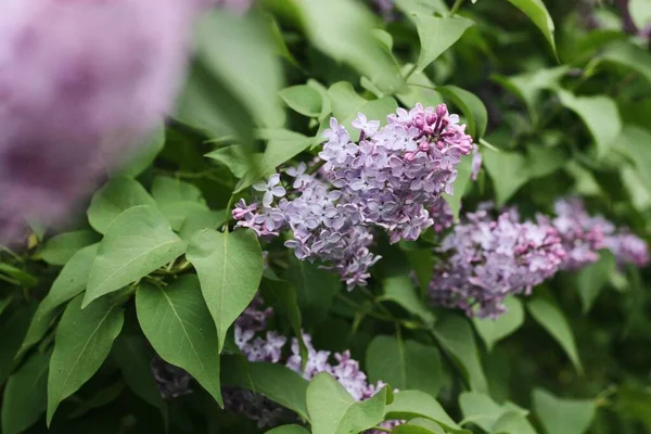 Belo Lilás Roxo Jardim Verão — Fotografia de Stock