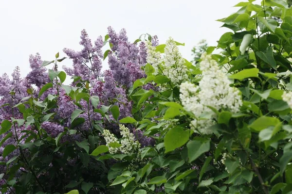 Belo Lilás Branco Roxo Jardim — Fotografia de Stock