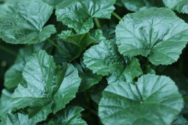 Yaz bahçesinde güzel yeşil eğrelti otları 