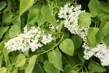 Yaz bahçesinde güzel beyaz leylak