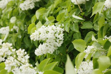 Yaz bahçesinde güzel beyaz leylak