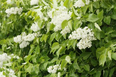 Yaz bahçesinde güzel beyaz leylak