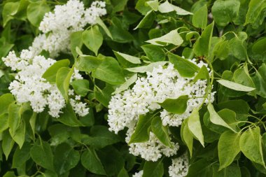 Yaz bahçesinde güzel beyaz leylak