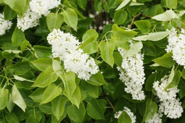 Yaz bahçesinde güzel beyaz leylak