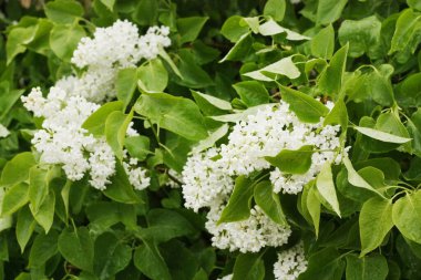 Yaz bahçesinde güzel beyaz leylak