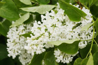 Yaz bahçesinde güzel beyaz leylak