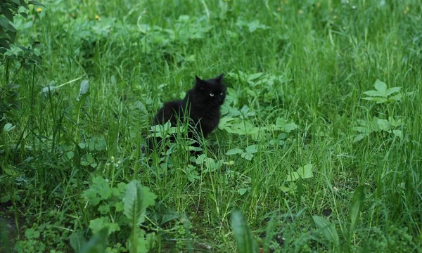 绿草丛中美丽的黑猫 — 图库照片