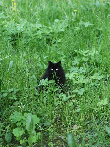 Schöne Schwarze Katze Grünen Gras — Stockfoto