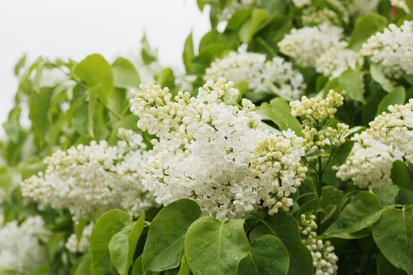 Красивий Білий Бузок Літньому Саду — стокове фото