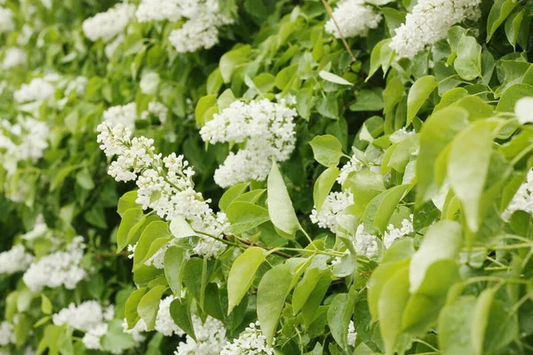 Mooie Witte Lila Zomertuin — Stockfoto