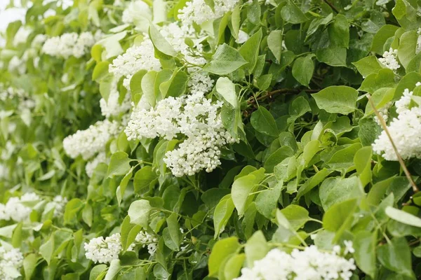 Beau Lilas Blanc Dans Jardin Été — Photo