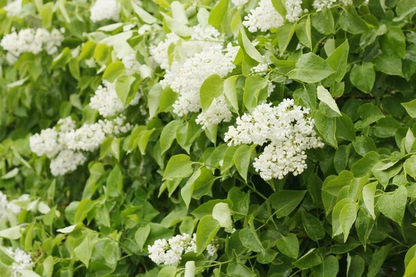 Mooie Witte Lila Zomertuin — Stockfoto