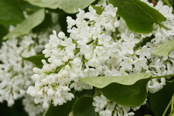 Bella Lilla Bianca Nel Giardino Estivo — Foto Stock