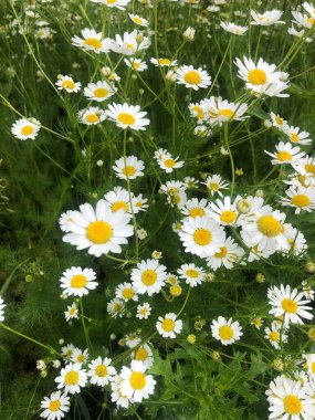 Tarlada güzel beyaz papatyalar 