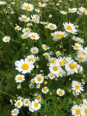 Tarlada güzel beyaz papatyalar 