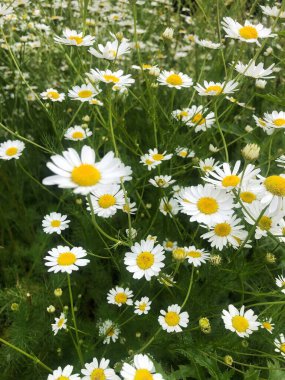 Tarlada güzel beyaz papatyalar 