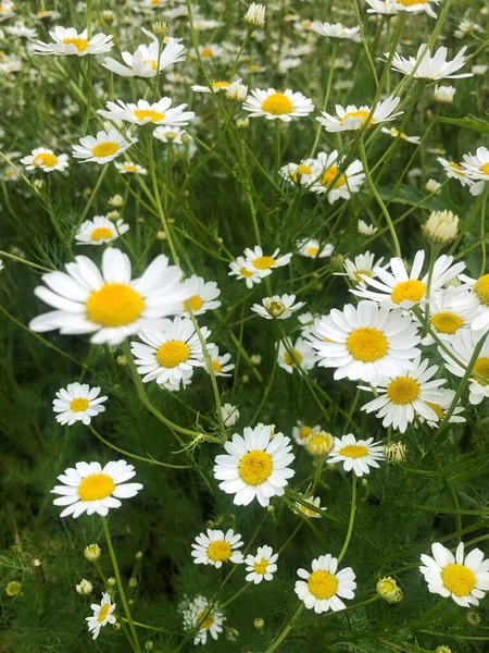 Schöne Aussicht Weiße Gänseblümchen Auf Dem Feld — Stockfoto