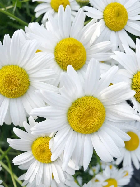 Beautiful View White Daisies Field — Stock Photo, Image