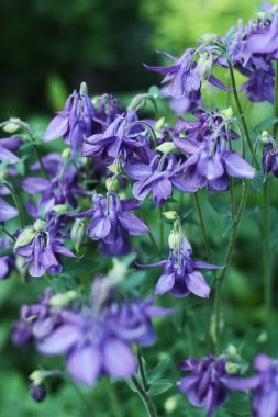 Güzel çiçekler bahçede mor çanlar