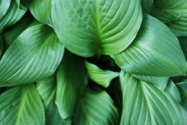 Yaz bahçesinde güzel yeşil eğrelti otları