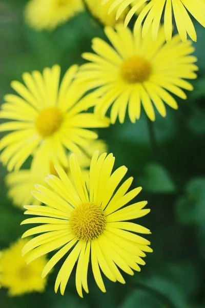 Beautiful View Yellow Daisies Field — Stock Photo, Image