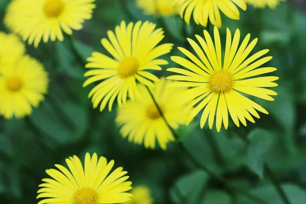 Beautiful View Yellow Daisies Field — Stock Photo, Image