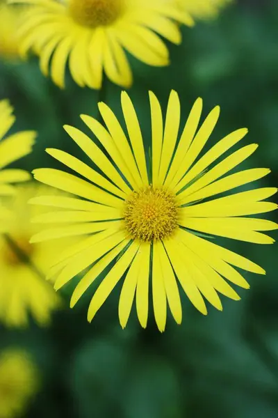 Beautiful View Yellow Daisies Field — Stock Photo, Image