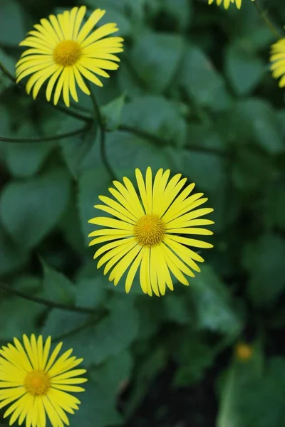 Beautiful View Yellow Daisies Field — Stock Photo, Image