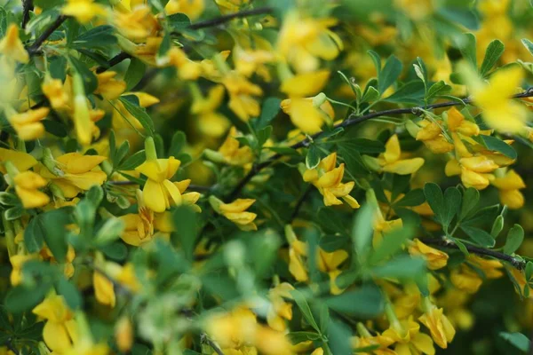 Bahçe Makrosunda Güzel Sarı Çiçekler — Stok fotoğraf