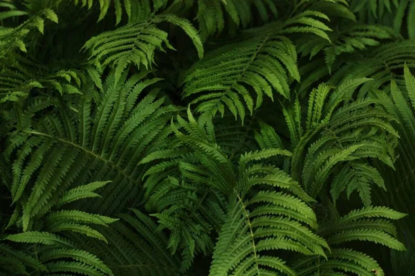 Yaz bahçesinde güzel yeşil eğrelti otları