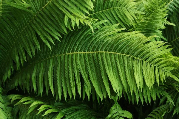 Hermoso Helecho Verde Jardín Verano — Foto de Stock