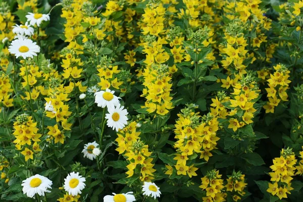Bahçe Makrosunda Güzel Sarı Çiçekler — Stok fotoğraf