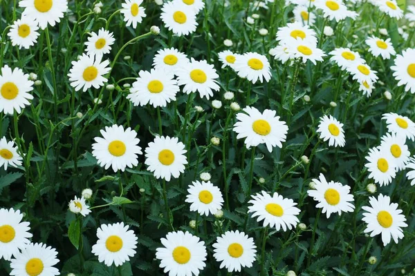 Schöne Aussicht Weiße Gänseblümchen Auf Dem Feld — Stockfoto