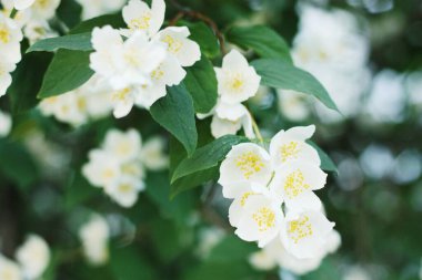 Bahçesinde güzel beyaz çiçekleri olan ağaç.