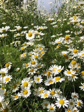 Tarlada güzel beyaz papatyalar