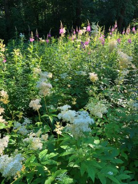 Beyaz ve leylak çiçekli güzel bir tarla.