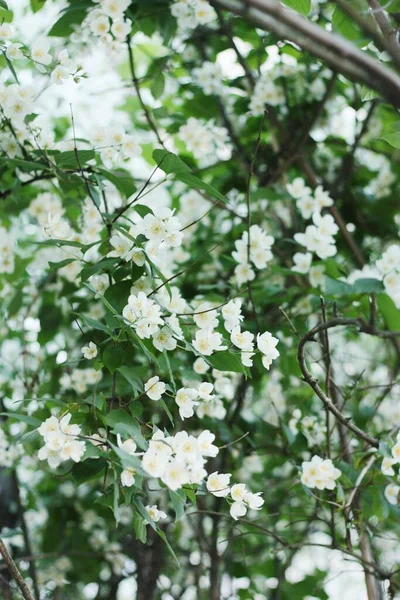 Árvore Com Belas Flores Brancas Jardim — Fotografia de Stock